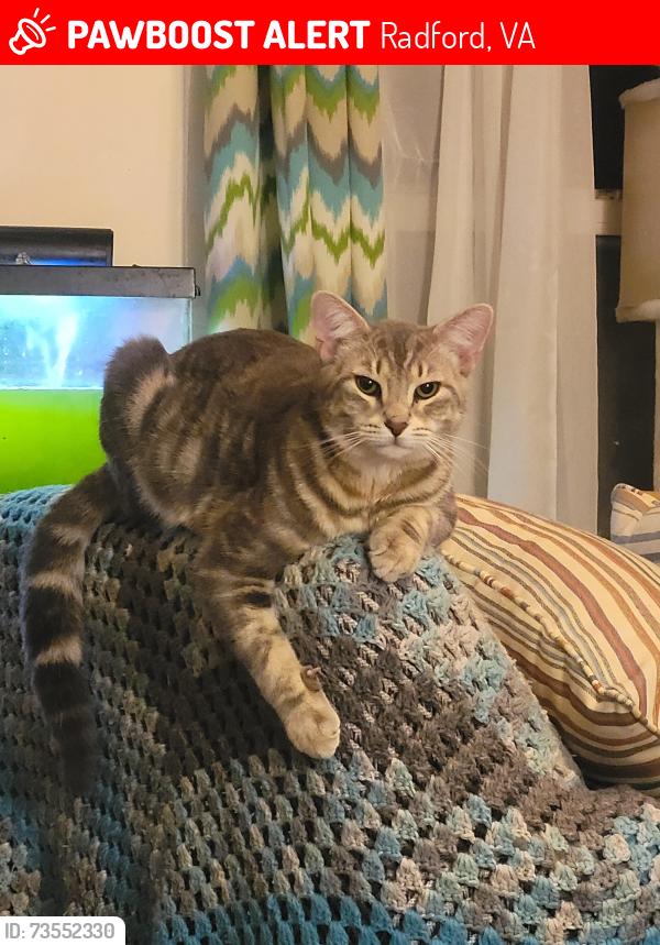 Lost Male Cat last seen Custis and west main near Dollar General west end Radford, Radford, VA 24141