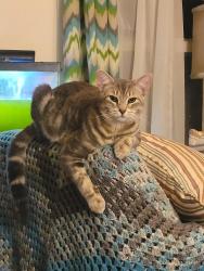 Lost Male Cat last seen Custis and west main near Dollar General west end Radford, Radford, VA 24141