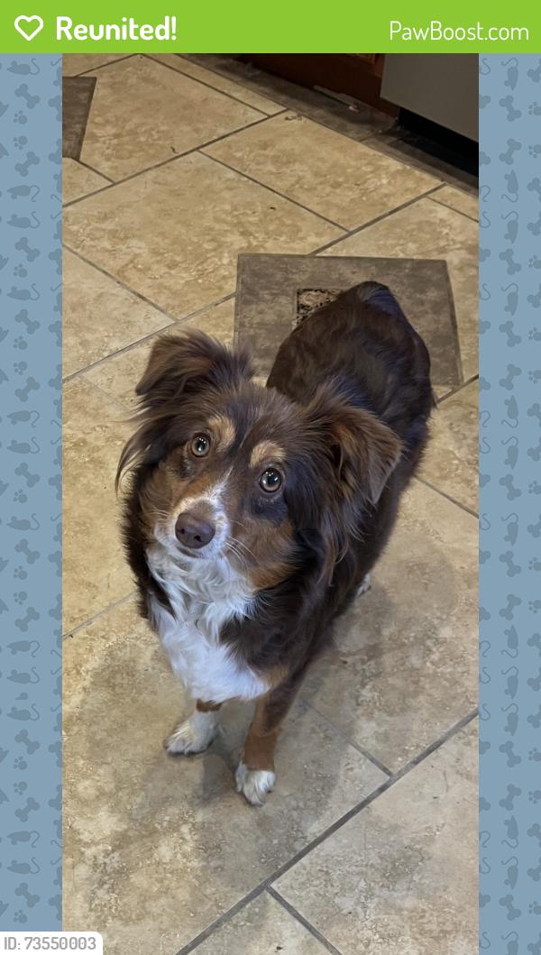 Reunited Female Dog last seen 35th ave, Sacramento, CA 95831
