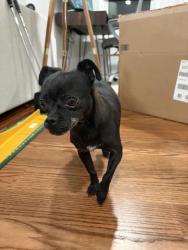 Found/Stray Female Dog last seen Elm street, New Haven, CT 06530
