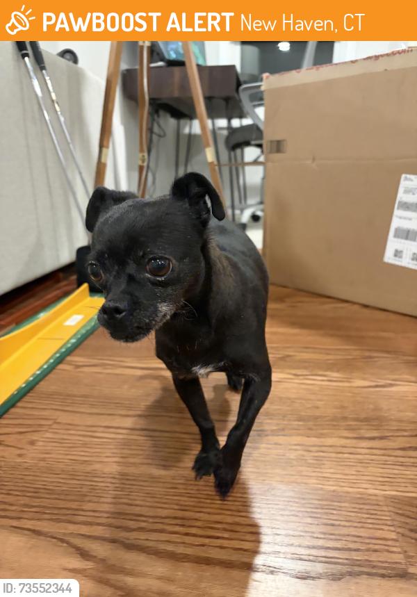 Found/Stray Female Dog last seen Elm street, New Haven, CT 06530