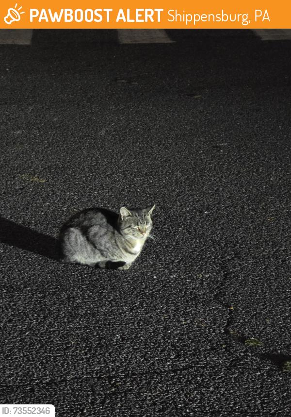 Found/Stray Unknown Cat last seen Asper Drive and Baltimore Road, Shippensburg, PA 17257
