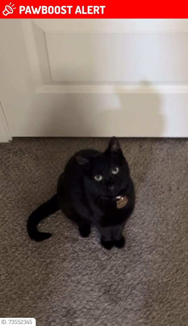 Lost Female Cat last seen Near north 21st ave, unit 41. Phoenix-AZ )85085), Maricopa County, AZ 85310