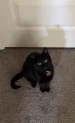 Lost Female Cat last seen Near north 21st ave, unit 41. Phoenix-AZ )85085), Maricopa County, AZ 85310
