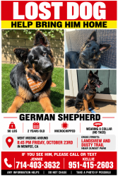 Lost Male Dog last seen Landsview and Dusty Trail, Menifee, CA 92587