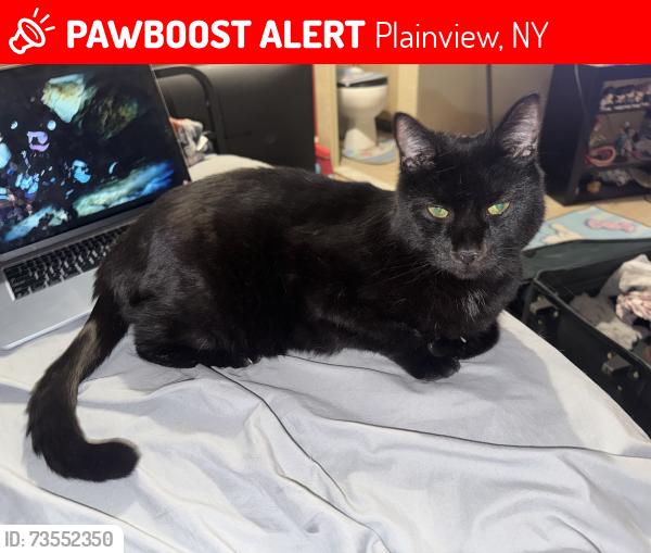 Lost Male Cat last seen Nassau Ave, Plainview, NY 11803