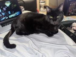 Lost Male Cat last seen Nassau Ave, Plainview, NY 11803