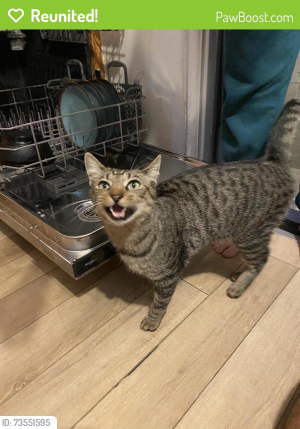 Reunited Male Cat last seen Loma Vista St & Holly Ave, El Segundo, CA 90245