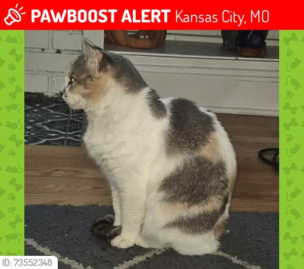Lost Female Cat last seen E 86th terrace, Kansas City, MO 64139