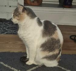 Lost Female Cat last seen E 86th terrace, Kansas City, MO 64139