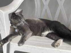 Lost Male Cat last seen Florence Ave, Bell, CA 90201