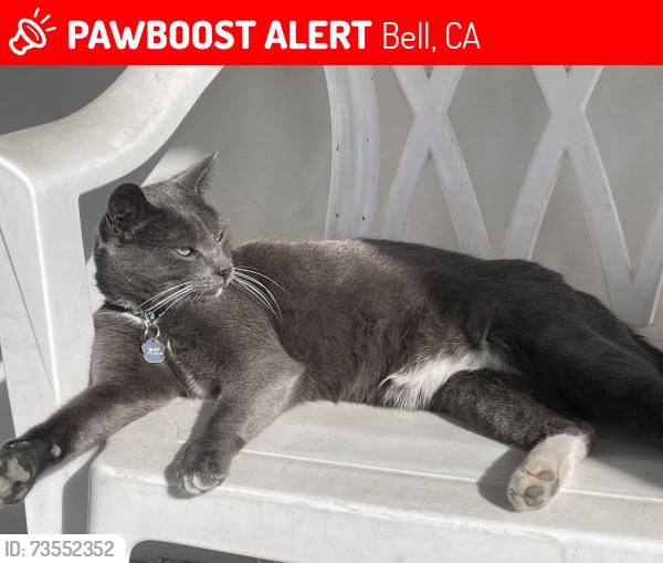 Lost Male Cat last seen Florence Ave, Bell, CA 90201