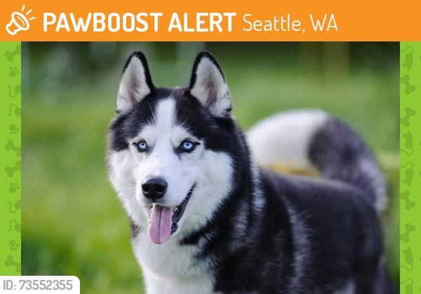 Found/Stray Unknown Dog last seen dumar way wa, Seattle, WA 98106