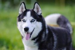 Found/Stray Unknown Dog last seen dumar way wa, Seattle, WA 98106