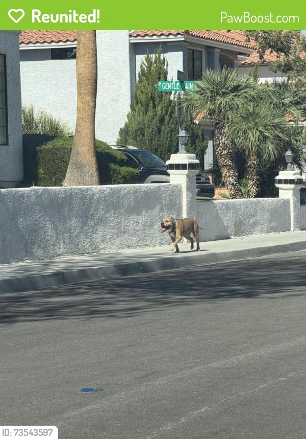 Reunited Female Dog last seen South Fort Apache & mariners cove, Las Vegas, NV 89117