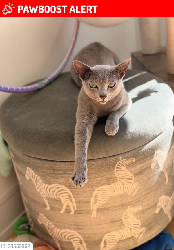 Lost Male Cat last seen Jefferson, Harrison Township, MI 48045