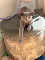 Lost Male Cat last seen Jefferson, Harrison Township, MI 48045