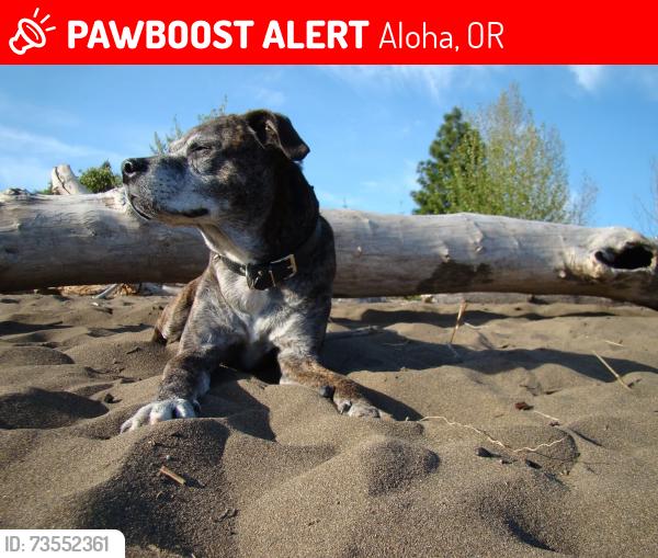 Lost Male Dog last seen 185th Ave, Aloha, OR 97078