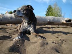 Lost Male Dog last seen 185th Ave, Aloha, OR 97078