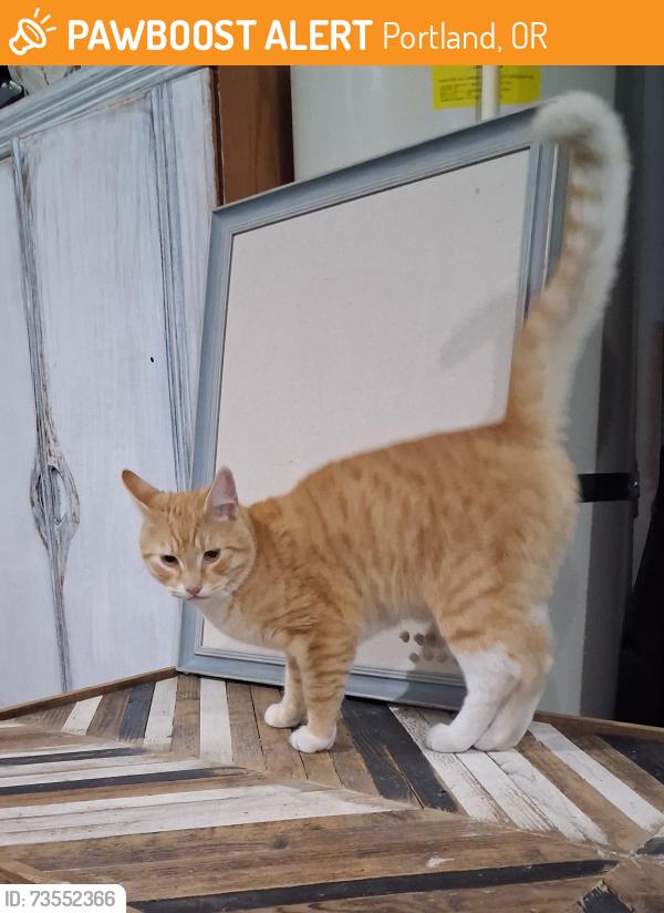Found/Stray Male Cat last seen 135th Ave, Portland, OR 97223