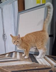 Found/Stray Male Cat last seen 135th Ave, Portland, OR 97223