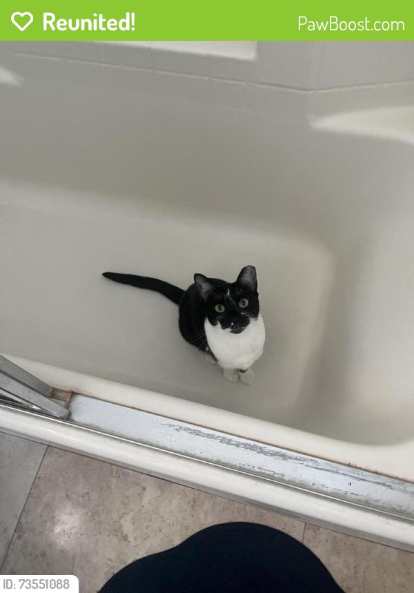 Reunited Female Cat last seen In the oak creek community, Irvine, CA 92618
