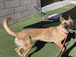 Shelter Stray Female Dog last seen RED MOUNTAIN, 2481 Palomar Airport Rd, Carlsbad, CA 92011, USA