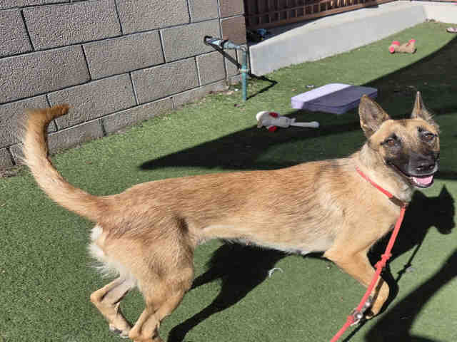 Shelter Stray Female Dog last seen RED MOUNTAIN, 2481 Palomar Airport Rd, Carlsbad, CA 92011, USA