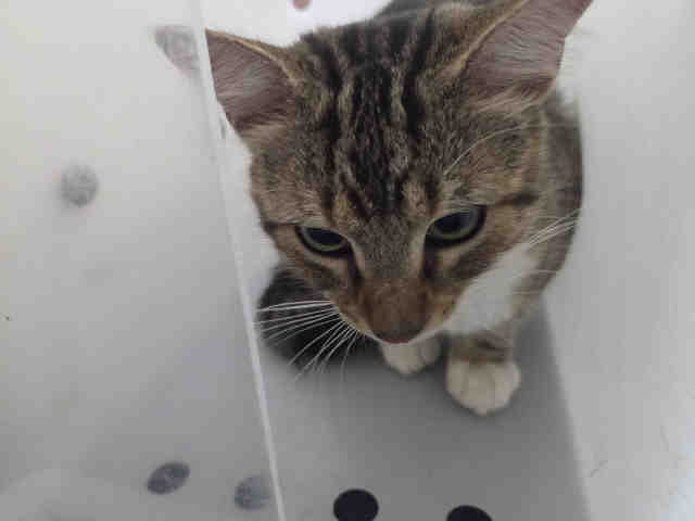 Shelter Stray Male Cat last seen , 2481 Palomar Airport Rd, Carlsbad, CA 92011, USA