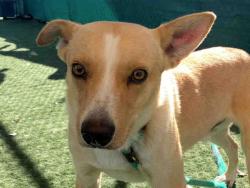 Shelter Stray Male Dog last seen , 2481 Palomar Airport Rd, Carlsbad, CA 92011, USA