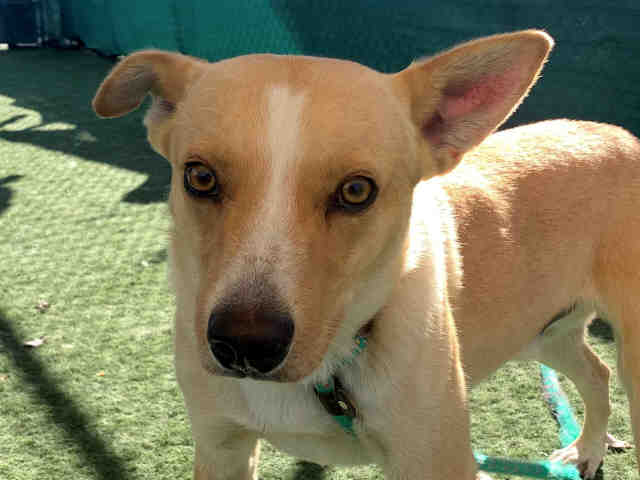 Shelter Stray Male Dog last seen , 2481 Palomar Airport Rd, Carlsbad, CA 92011, USA