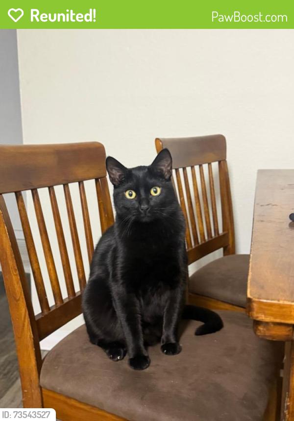 Reunited Male Cat last seen Havana st, Denver, CO 80014