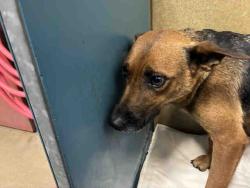 Shelter Stray Female Dog last seen JENNY LN, 2481 Palomar Airport Rd, Carlsbad, CA 92011, USA