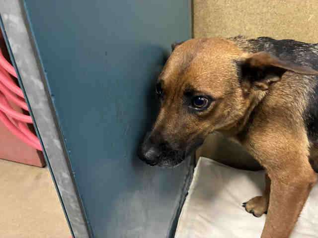Shelter Stray Female Dog last seen JENNY LN, 2481 Palomar Airport Rd, Carlsbad, CA 92011, USA