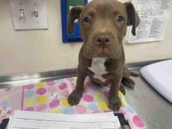 Shelter Stray Female Dog last seen MISSION, 2481 Palomar Airport Rd, Carlsbad, CA 92011, USA