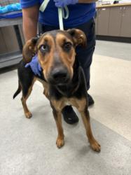 Shelter Stray Female Dog last seen , 14409 Vanowen St, Van Nuys, CA 91405, USA
