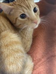 Shelter Stray Male Cat last seen , West Valley Animal Shelter, 20655 Plummer St, Chatsworth, CA 91311, USA