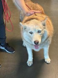 Shelter Stray Unknown Dog last seen , West Valley Animal Shelter, 20655 Plummer St, Chatsworth, CA 91311, USA