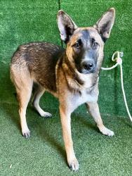 Shelter Stray Female Dog last seen , 5210 W Ave I, Lancaster, CA 93536, USA
