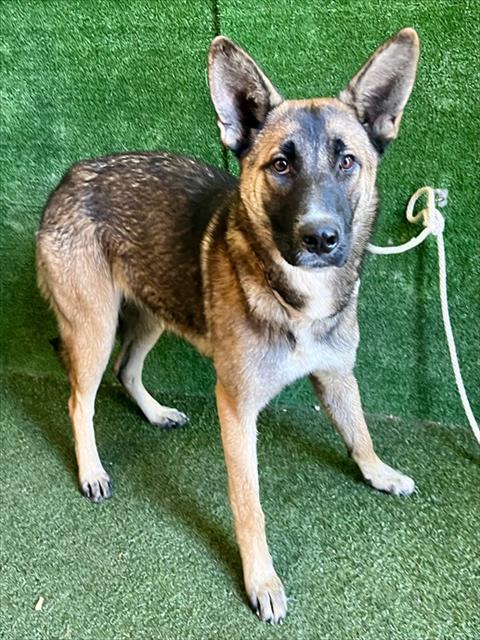 Shelter Stray Female Dog last seen , 5210 W Ave I, Lancaster, CA 93536, USA
