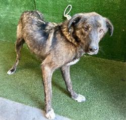 Shelter Stray Female Dog last seen , 5210 W Ave I, Lancaster, CA 93536, USA