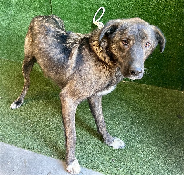 Shelter Stray Female Dog last seen , 5210 W Ave I, Lancaster, CA 93536, USA
