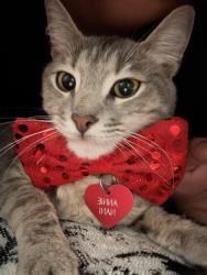 Lost Female Cat last seen Prospect & bell pl or king & bell pl, Bell, CA 90201