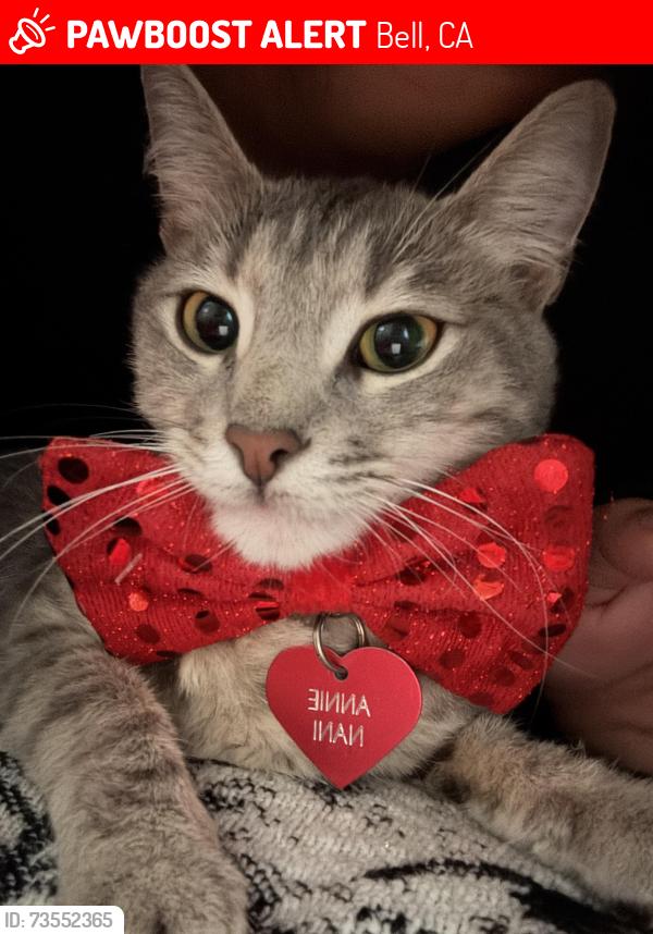 Lost Female Cat last seen Prospect & bell pl or king & bell pl, Bell, CA 90201