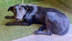 Shelter Stray Female Dog last seen , 5210 W Ave I, Lancaster, CA 93536, USA