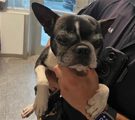 Shelter Stray Male Dog last seen , 11361 W Pico Blvd, Los Angeles, CA 90064, USA