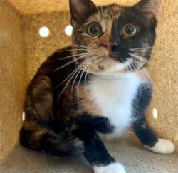Shelter Stray Female Cat last seen , 5210 W Ave I, Lancaster, CA 93536, USA