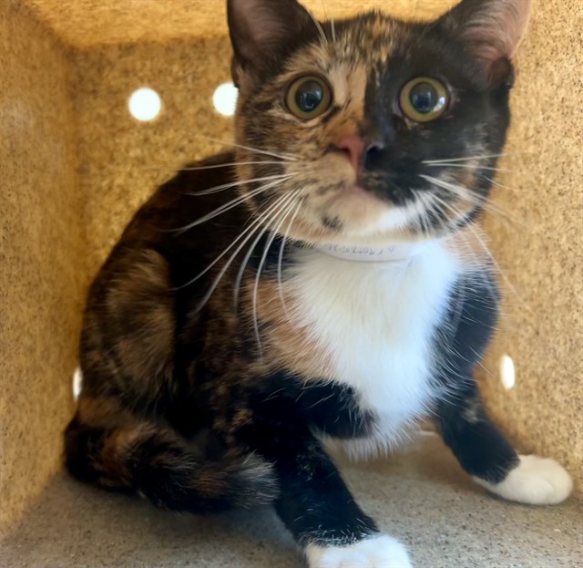 Shelter Stray Female Cat last seen , 5210 W Ave I, Lancaster, CA 93536, USA