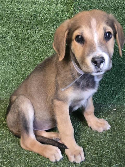 Shelter Stray Female Dog last seen , 5210 W Ave I, Lancaster, CA 93536, USA