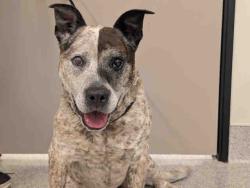 Shelter Stray Male Dog last seen JEWEL VALLEY, 5821 Sweetwater Rd, Bonita, CA 91902, USA